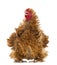 Crossbreed rooster, Pekin and Wyandotte, looking