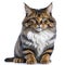 Crossbreed Siberian cat in front of a white background. Ai Generated