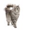 Crossbreed Siberian cat and persian cat