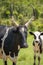 A crossbreeding cow with Ankole watusi cow and Holstein Friesian cow, Lake Mburo National Park, Uganda.