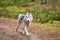 Crosscountry dryland sled dog mushing race