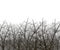 Crossed tree branches against a gray fog background vector depressed sad gray background isolated on a white background.