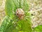 Crossed yellow spider on the leaf