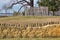 Crosses mark remains of early Jamestown Colony residents