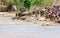 Crossing. Kenya. National park. The wildebeest and the zebras cr