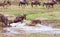 Crossing. Kenya. National park. The wildebeest and the zebras cr