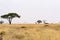 Crossing Maasai giraffes Giraffa tippelskirchi in the wide steppe of the Serengeti, Serengeti National Park, Safari, East Africa