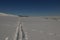 Crossing paths, backcountry ski tracks intersecting coyote tracks in the snow