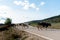 Crossing road pasture walking cows grass autumn green warm day sunny countryside rural village bulgaria