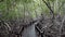 Crossing Wooden Boardwalk Over Tropical Mangrove Forest in Thailand