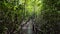 Crossing Wooden Boardwalk Over Tropical Mangrove Forest in Thailand