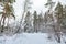 Crossroad. Road in winter forest. Snow landscape. Fir trees around