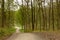 Crossroads of dirt tracks in the springtime woods, Stuttgart