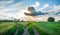 Crossroads in the field at sunset. Split country road. Beautiful clouds. Rural landscape