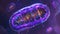 A crosssection image of a mitochondrion showcasing its double membrane structure and the presence of ries on its outer