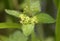 Crosswort