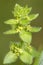 Crosswort