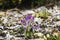 Crosus flowers and other spring flowers in grass in garden.