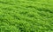Crotalaria, cover crop keeps soil moisture