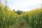 Crotalaria flower