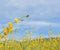 Crotalaria flower field