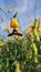 Crotalaria juncea flowers and a beetle