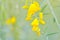 Crotalaria juncea ,Indian hemp Madras hemp plant