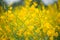 Crotalaria Juncea or sunn hemp flower