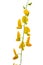 Crotalaria Juncea or sunn hemp flower