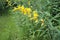 Crotalaria juncea yellow flowers blooming in the garden.