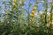 Crotalaria juncea yellow flowers blooming with insects isolated on blue sky and white cloud closeup in the garden.