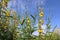 Crotalaria juncea yellow flowers blooming with insects isolated on blue sky and white cloud closeup in the garden.