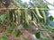 Crotalaria longirostrata, the chipilin (Crotalaria pallida) seed and leaves.