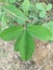 Crotalaria longirostrata, the chipilin (Crotalaria pallida) seed and leaves. chipilin