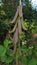 Crotalaria longirostrata, the chipilin (Crotalaria pallida) seed and leaves. chipilin