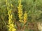 Crotalaria pallida Aiton