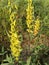 crotalaria pallida aiton