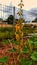 Crotalaria pallida Aiton, Orok Orok, Plants for Green Fertilizer with medicinal properties