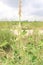 Crotalaria pallida also called smooth crotalaria in farm