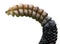 Crotalus adamanteus, venomous eastern diamondback rattlesnake, snake rattle against isolated white background cutout,  9 buttons