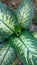 Croten or dieffenbachia seguine