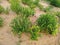 Croton bonplandianum-Ban tulsi plant, flowers