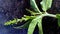 Croton bonplandianus wild tulsi close up