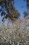 CROTON CALIFORNICUS BLOOM - JOSHUA TREE - 051620 A