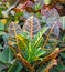 Croton or Codiaeum is a plant