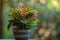 Croton (Codiaeum variegatum) in Flowerpot Closeup, Croton Macro House Plant in Flowerpot