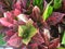 Croton flowers in dark red, brown, green and white in the middle look bright and beautiful