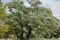 Croton-on-Hudson, New York, USA: Willow trees blowing in a strong wind