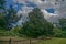 Croton-On-Hudson, New York: Yew Trees in Croton Point Park