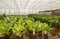 Croton hydroculture plants in a nursery